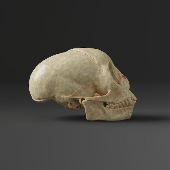 アフリカ便！高品質　ボリビアリスザル 頭骨 即納☆アフリカ便！高品質 ボリビアリスザル（Black-capped