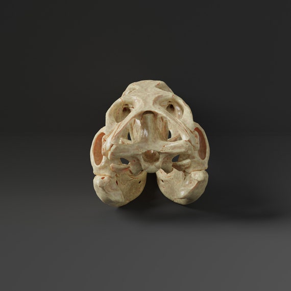 北カイマントカゲの頭蓋骨レプリカ（博物館品質） - Etsy 日本