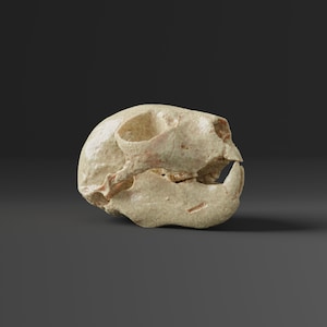 Réplica del cráneo de Aye Aye (calidad de museo)