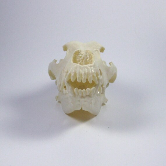 german shepherd skull