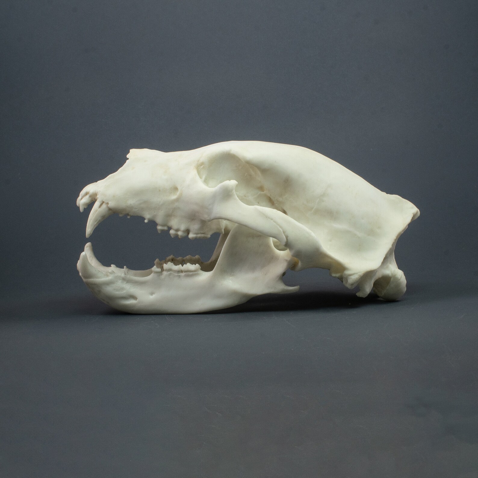Brown Bear Skull Etsy