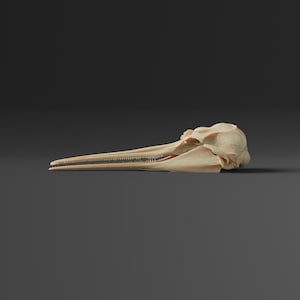 Pu&ograve; includere: Un primo piano di un teschio di delfino marrone chiaro con denti visibili. Il teschio &egrave; su una superficie grigia.