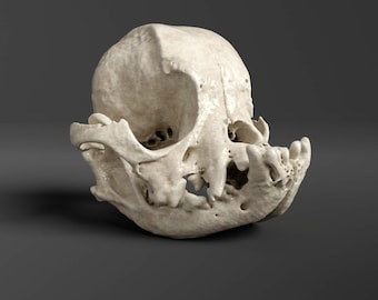 Réplica de cráneo de carlino (calidad de museo)