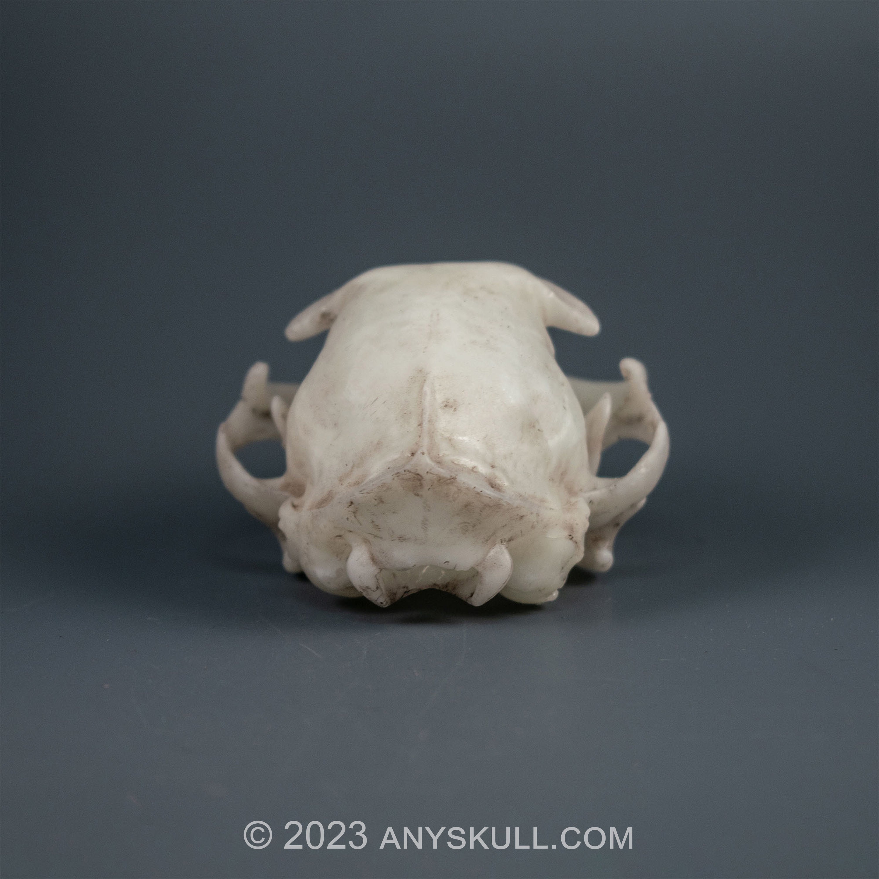 猫の頭蓋骨のレプリカ（博物館品質） - Etsy 日本