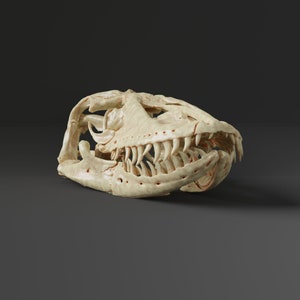 Komodowaran Schädel Replik (Museumsqualität)