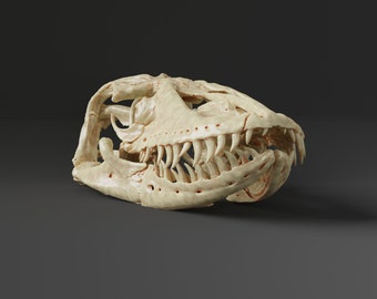 アジアミズオオトカゲの頭蓋骨レプリカ（博物館品質） - Etsy 日本