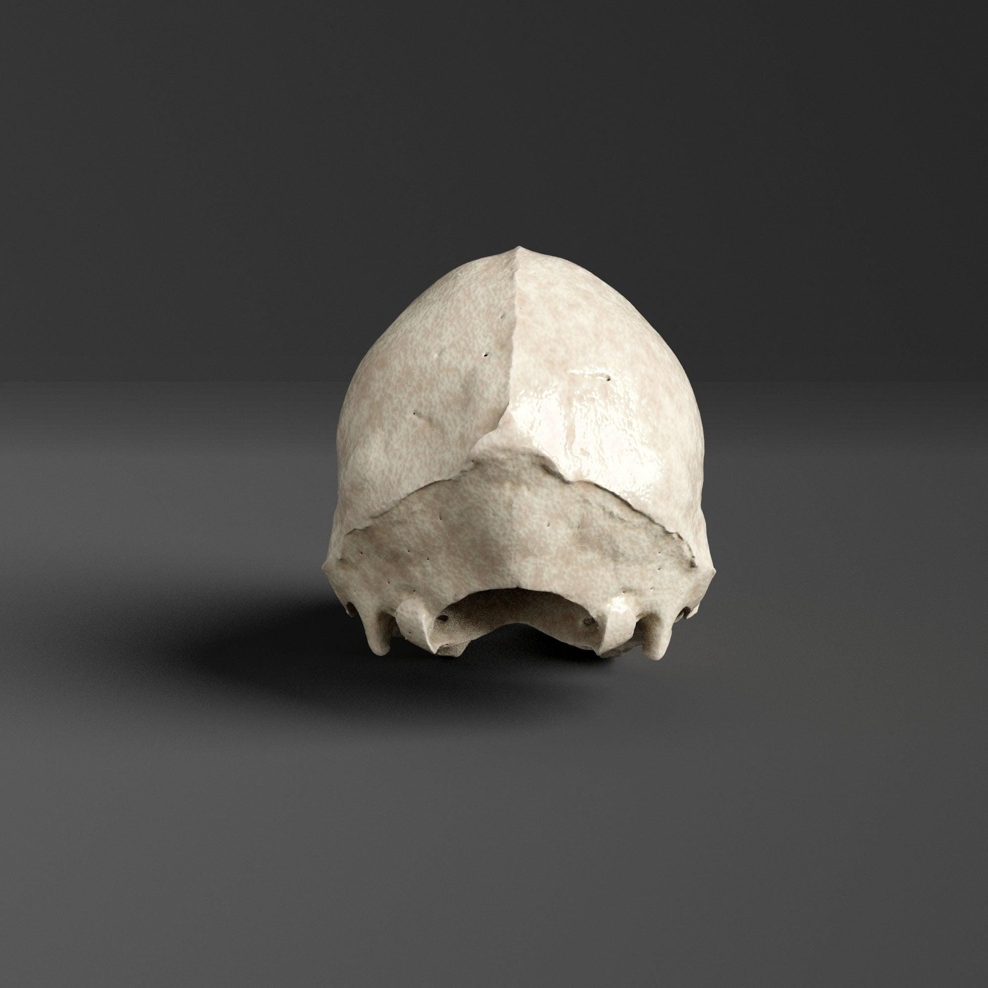 吸血コウモリの頭蓋骨レプリカ（博物館品質） - Etsy 日本