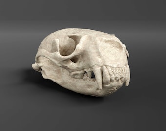 Réplica del cráneo de una nutria de río (calidad de museo)