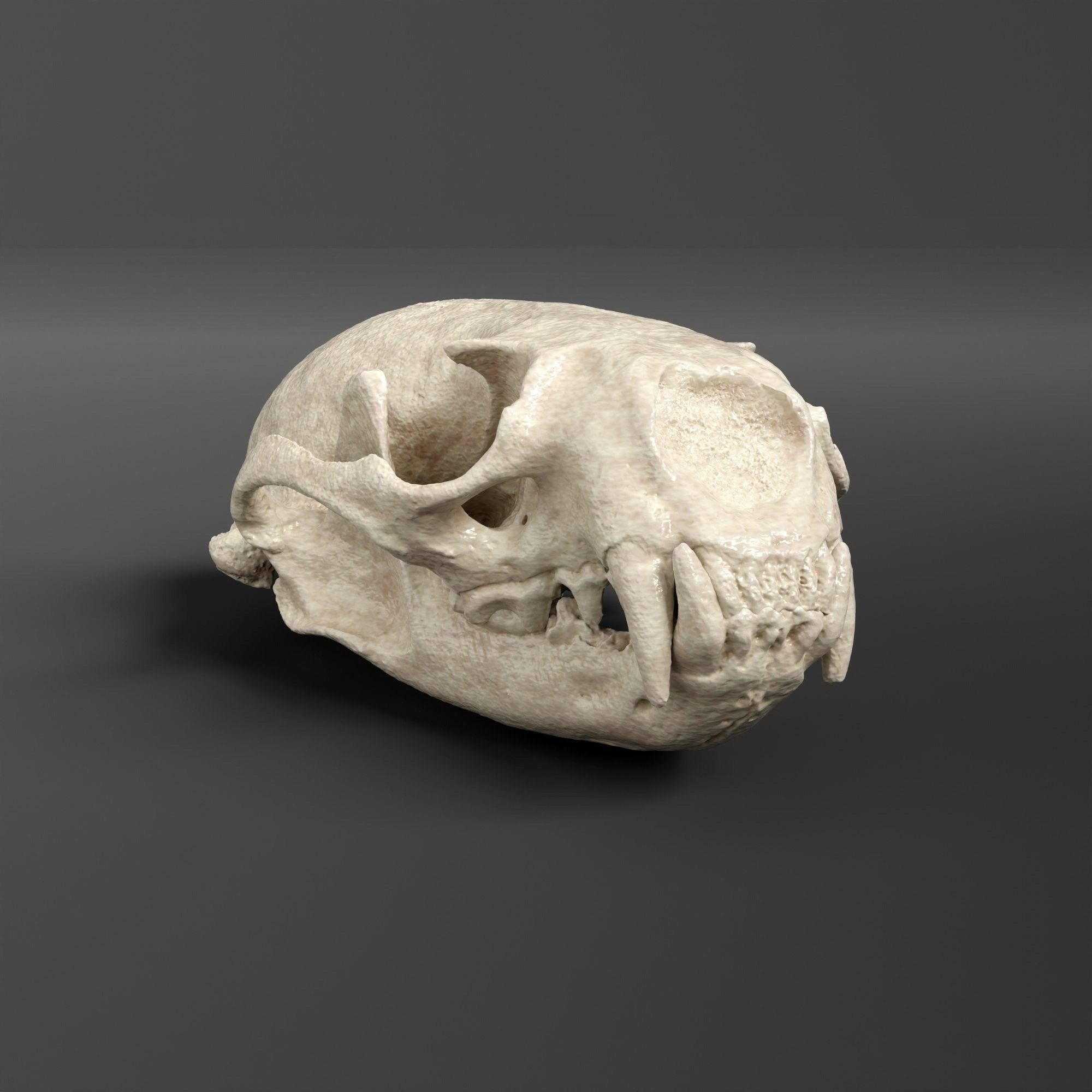 カワウソの頭蓋骨のレプリカ（博物館品質） - Etsy 日本