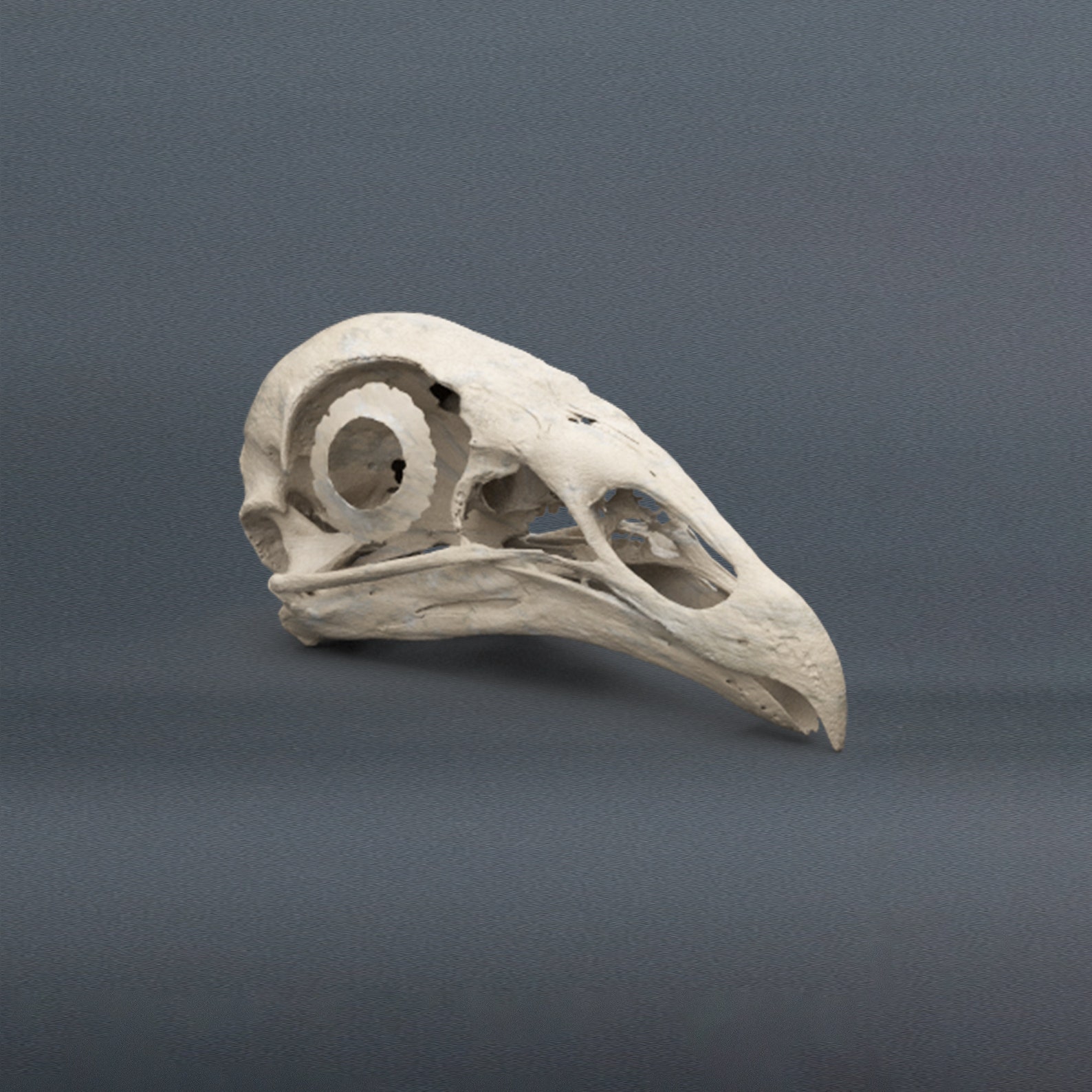 Black Vulture Skull Etsy