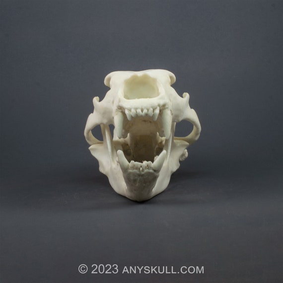 ヒグマの頭蓋骨レプリカ（博物館品質） - Etsy 日本