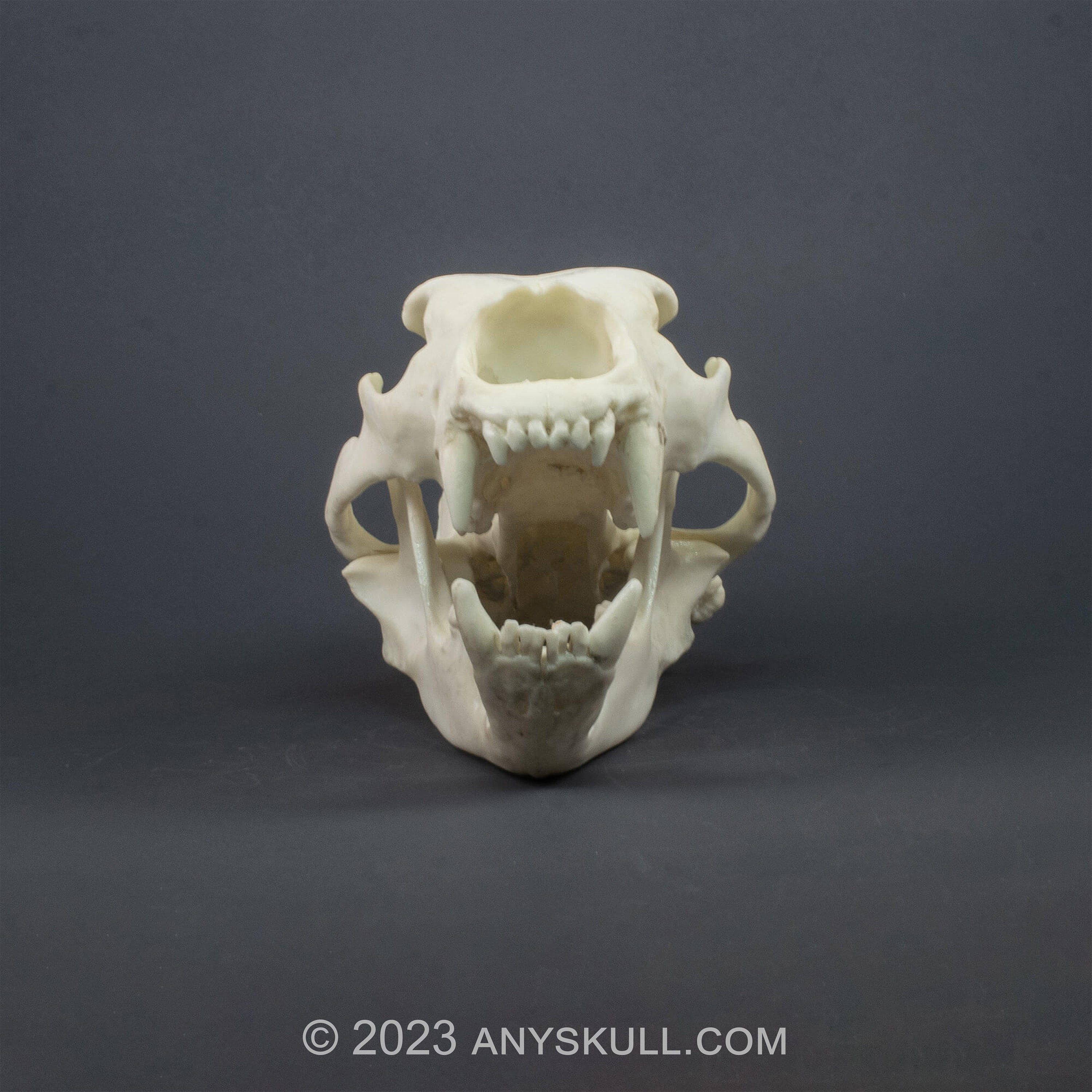 ヒグマの頭蓋骨レプリカ（博物館品質） - Etsy 日本