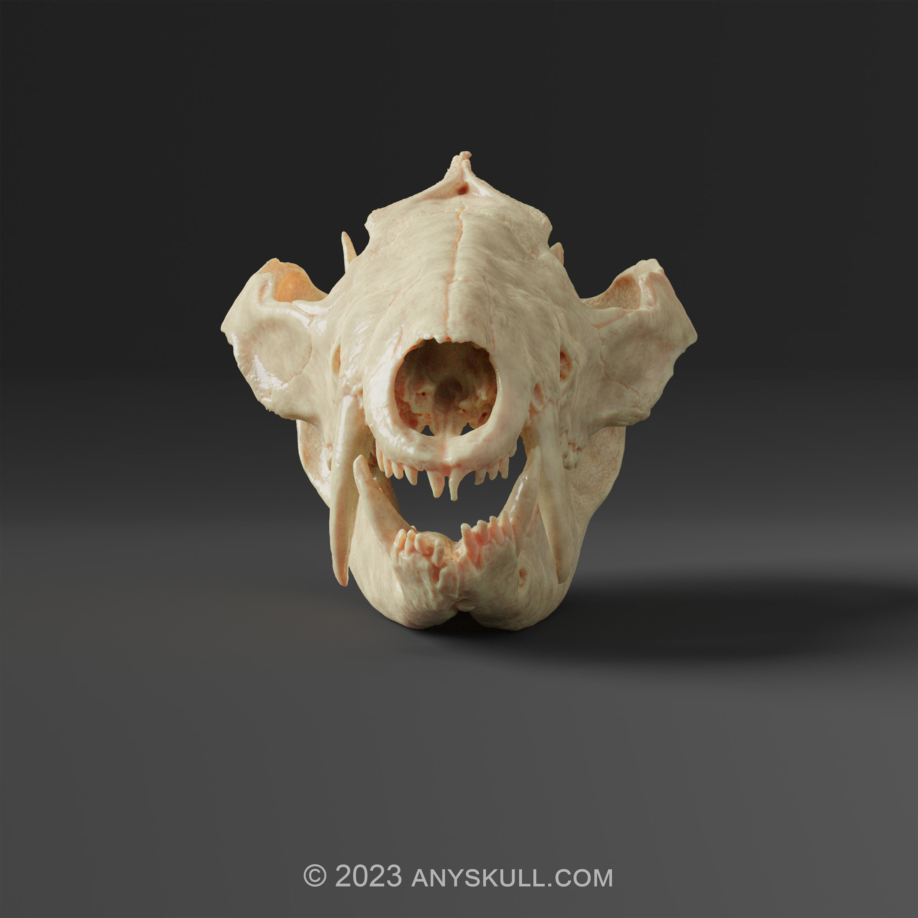 アメリカオポッサムの頭蓋骨レプリカ（博物館品質） - Etsy 日本