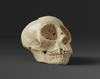 リスザルの頭蓋骨レプリカ（博物館品質） - Etsy 日本