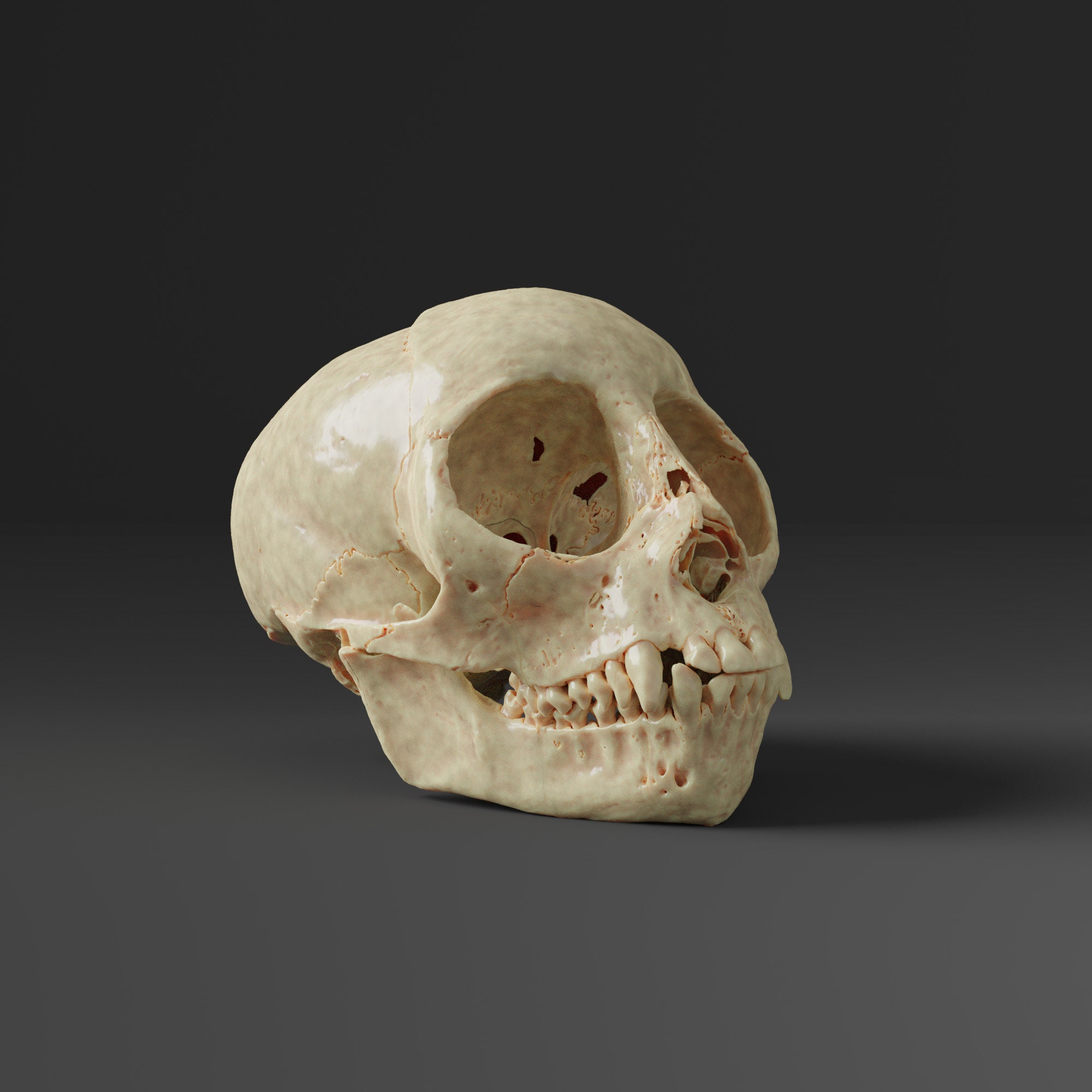 リスザルの頭蓋骨レプリカ（博物館品質） - Etsy 日本