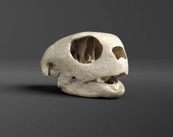 Réplica del cráneo de tortuga verde (calidad de museo)