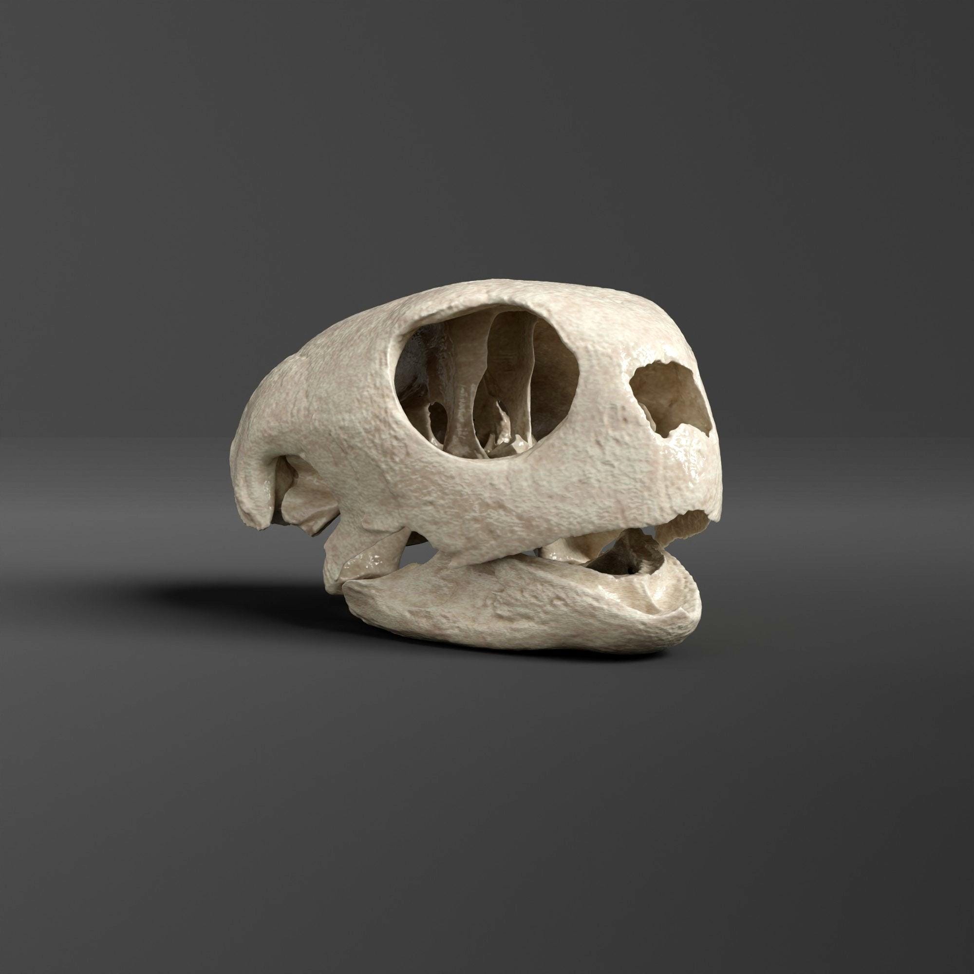 Green Sea Turtle Skull Replica (museum Quality) - Etsy Canada