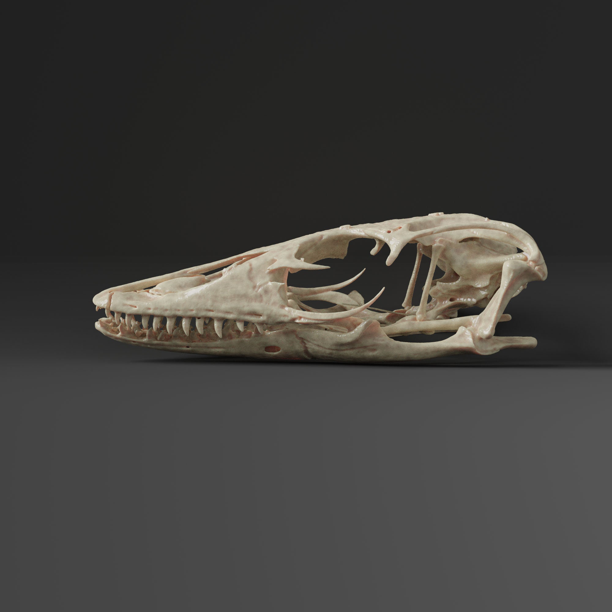 アジアミズオオトカゲの頭蓋骨レプリカ（博物館品質） - Etsy 日本