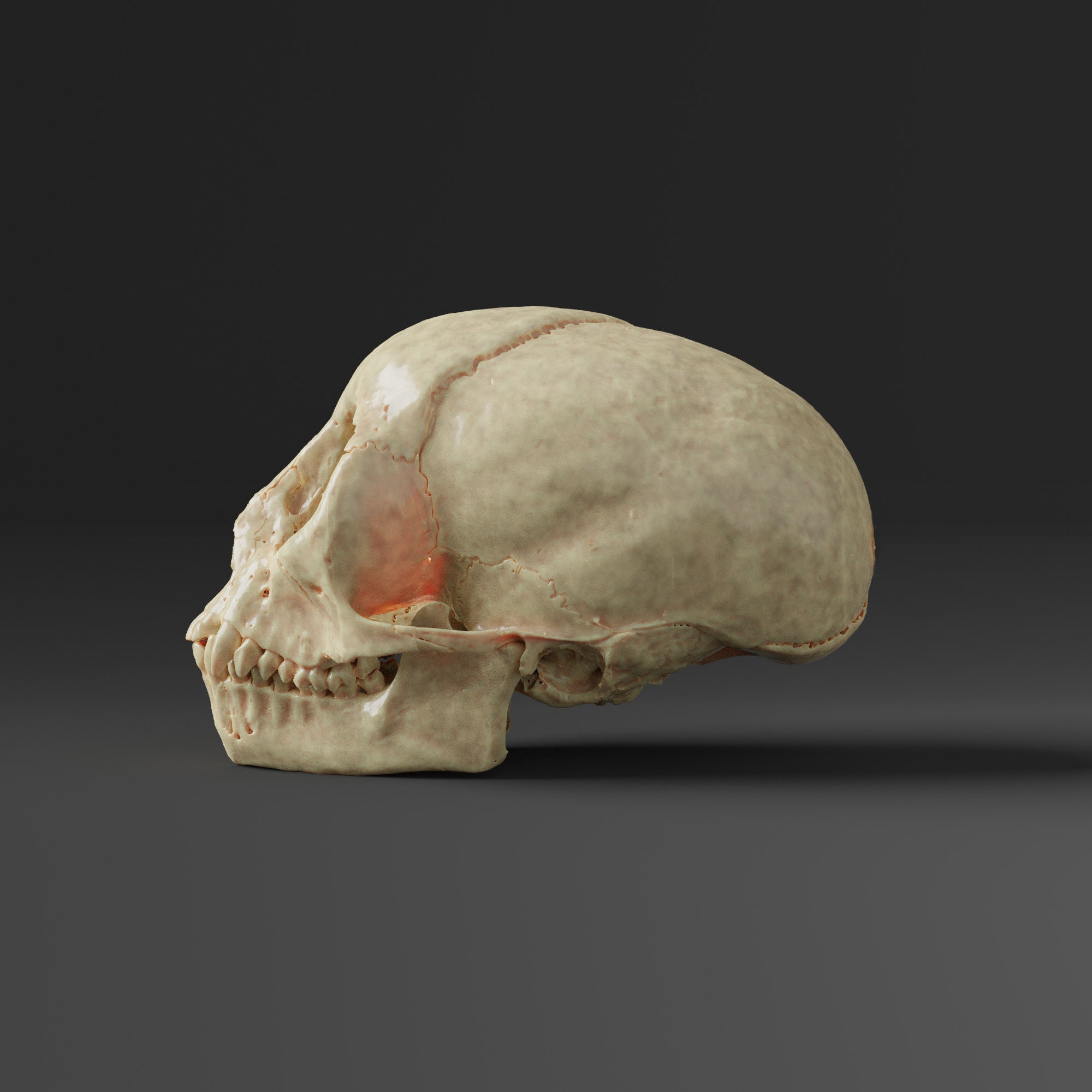 リスザルの頭蓋骨レプリカ（博物館品質） - Etsy 日本