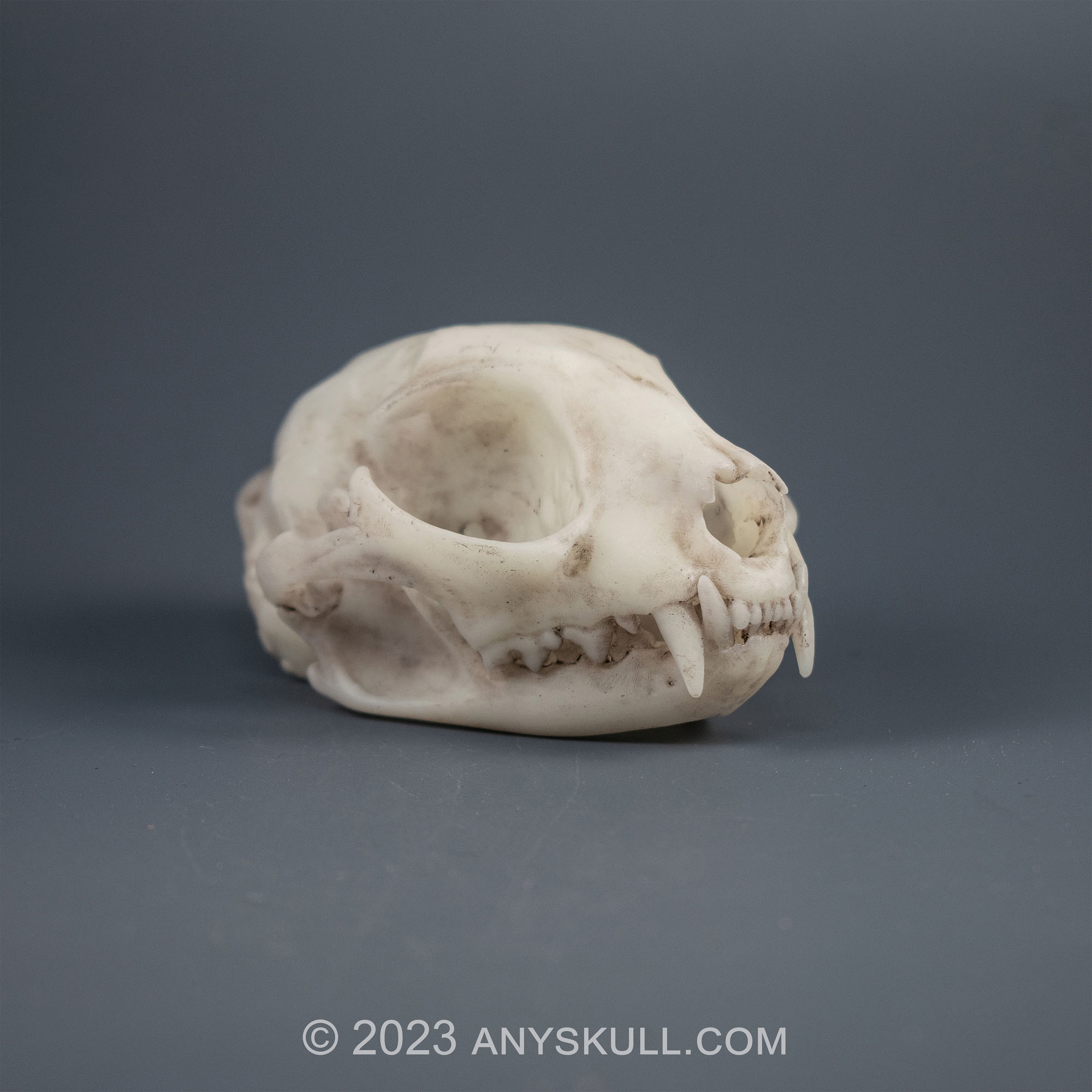 猫の頭蓋骨のレプリカ（博物館品質） - Etsy 日本