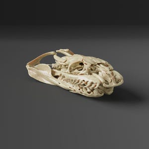 May include: A detailed, off-white reptile skull with intricate bone structure. The skull is positioned on a dark gray background, showcasing the natural texture and form of the specimen. The skull's eye sockets and teeth are visible.