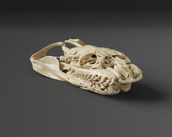 Réplica del cráneo de serpiente de agua de cara abombada (calidad de museo)