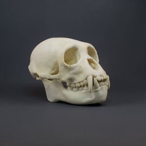 Siamang - black-furred gibbon Skull Replica (Museum Quality)