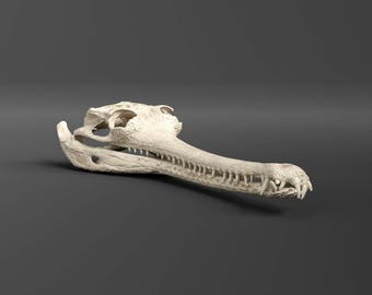 Replica del teschio di gaviale (scala 1/2) - (qualità museale)