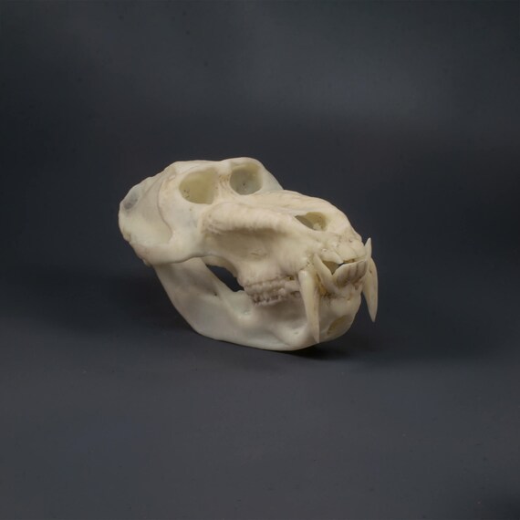 Mandrill baboon monkey ape skull taxidermy REPLICA cast 