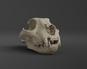 Réplica de cráneo de guepardo (calidad de museo)