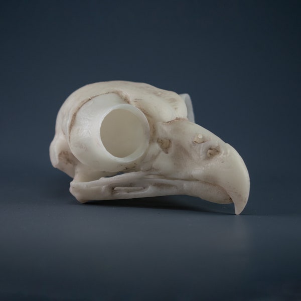 Great Horned Owl Skull Replica (Museum Quality)