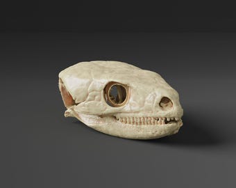 Réplica del cráneo de lagarto nocturno de manchas amarillas (calidad de museo)