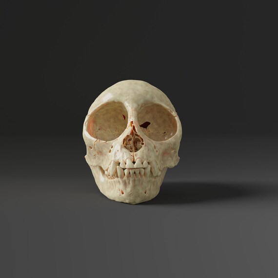 アフリカ便！高品質ボリビアリスザル 頭骨