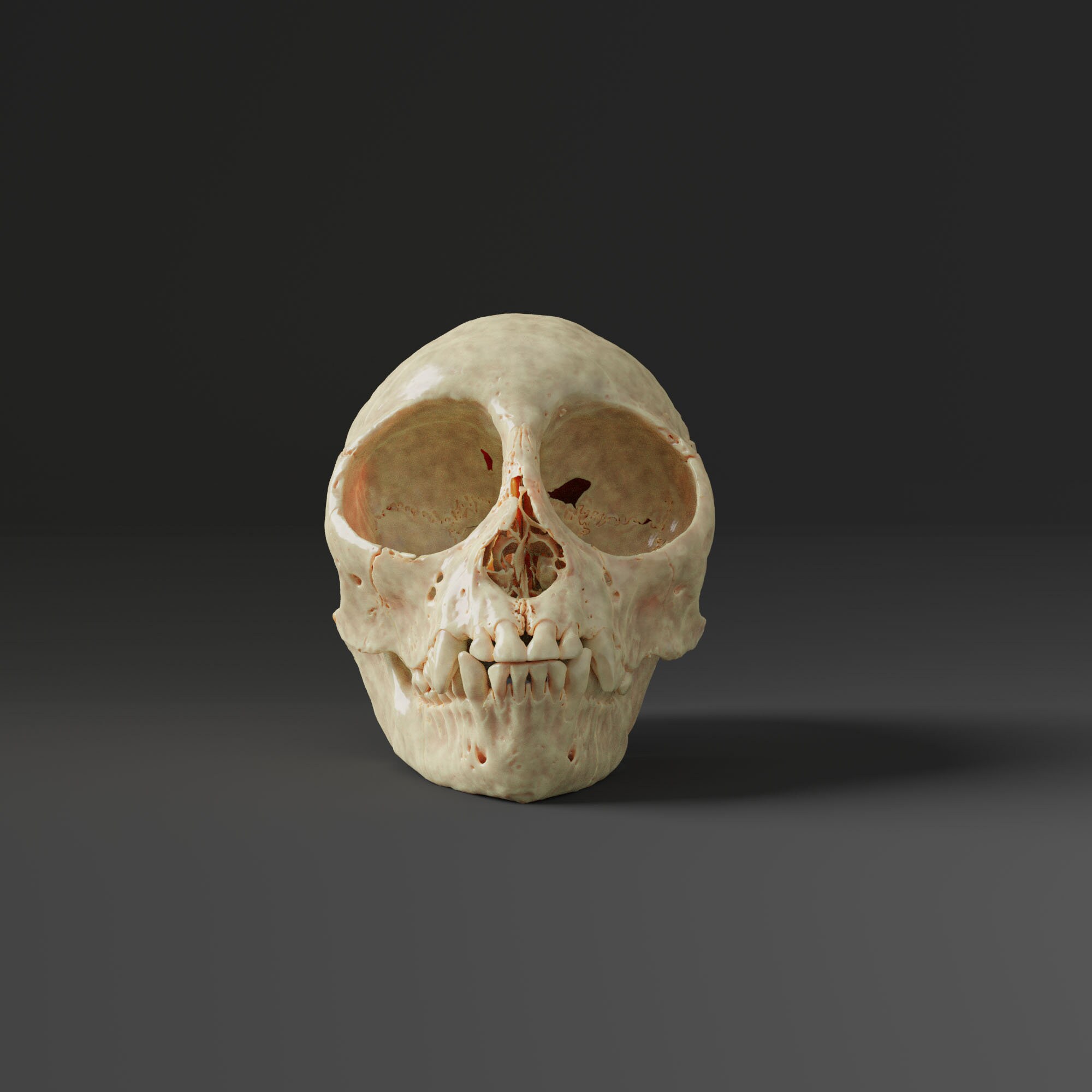 リスザルの頭蓋骨レプリカ（博物館品質） - Etsy 日本