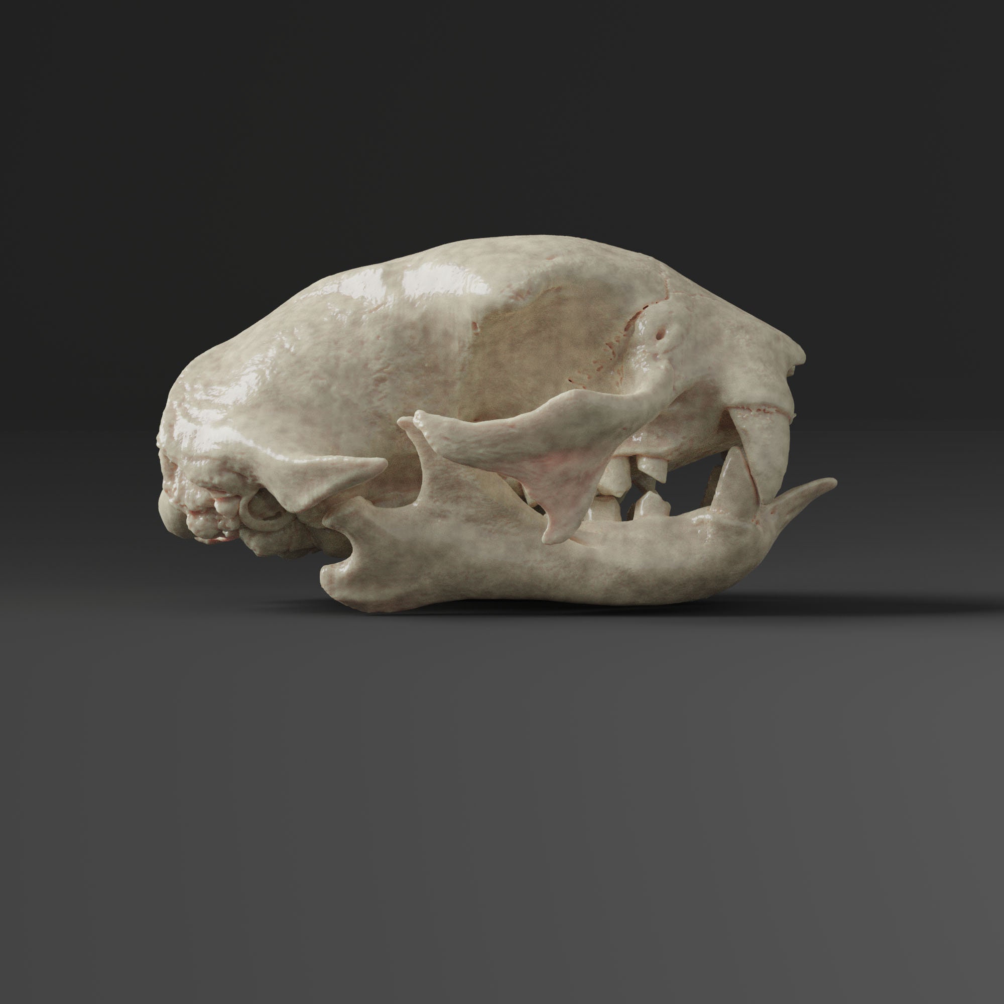 二本指ナマケモノの頭蓋骨レプリカ（博物館品質） - Etsy 日本