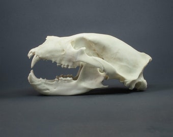 ヒグマの頭蓋骨レプリカ（博物館品質） - Etsy 日本