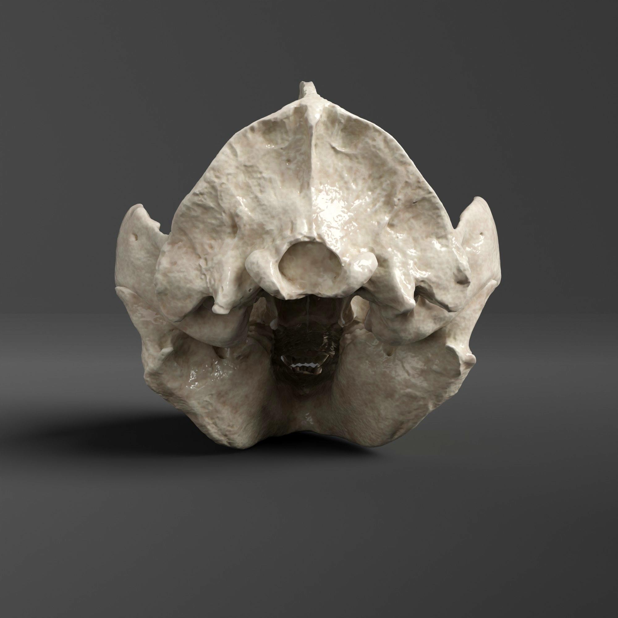 パンダの頭蓋骨のレプリカ（博物館品質） - Etsy 日本