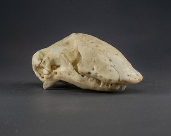 Réplica del cráneo de lagarto gusano de Florida (calidad de museo)