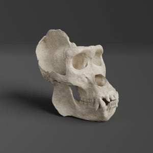 Può includere: Un cranio di primate bianco sporco, con dettagli ossei, orbite e denti visibili. Il cranio è angolato, su sfondo grigio. L'immagine enfatizza la consistenza e la forma del cranio, una rappresentazione paleontologica.