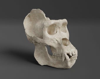 Réplica de cráneo de gorila (calidad de museo)