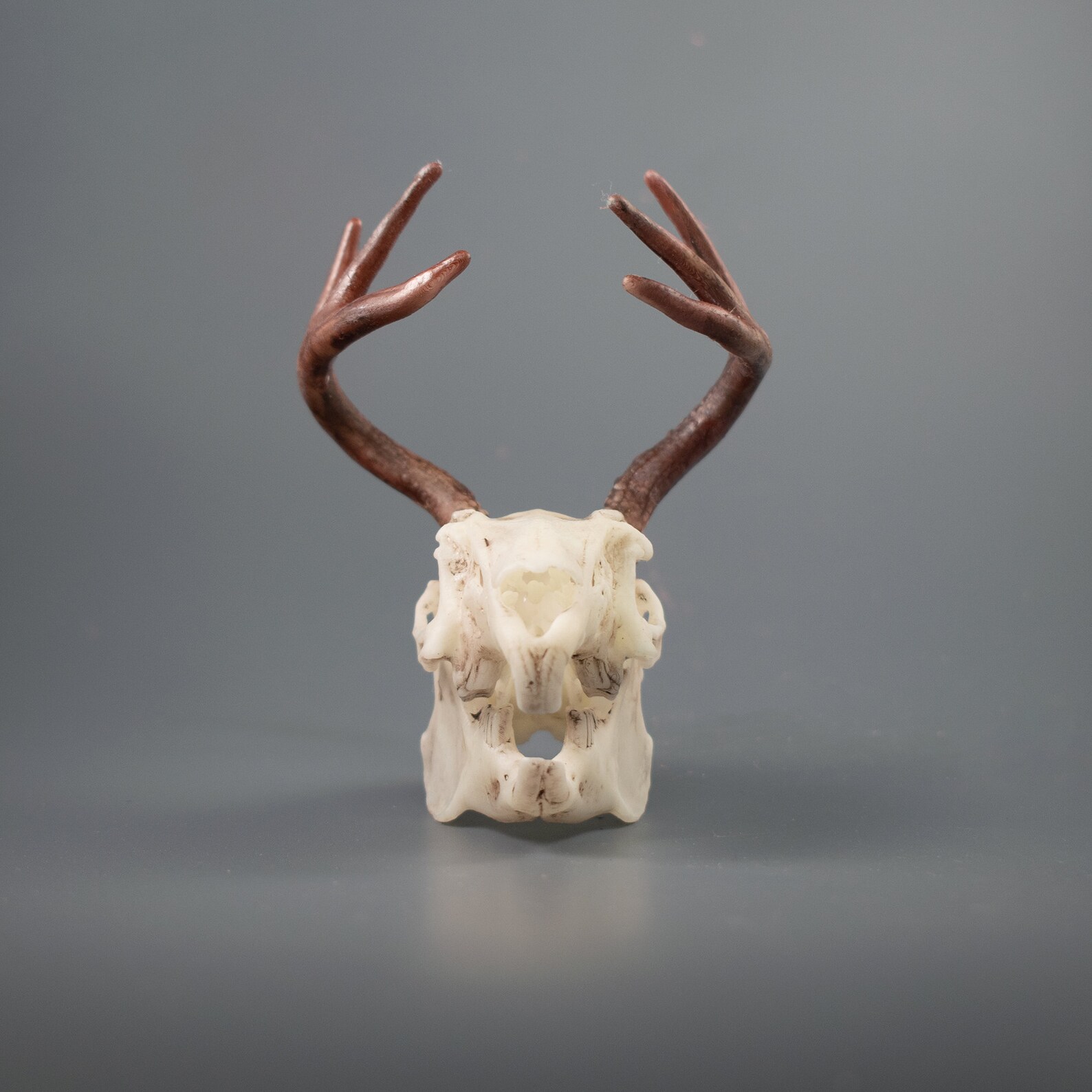 Jackalope Skull Replica - Etsy