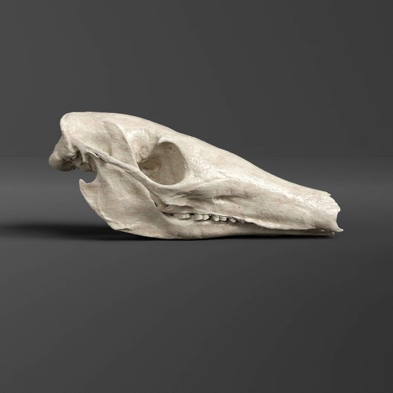 高品質　ハシビロコウ 頭骨（レプリカ） ☆ 即納 ☆ 高品質 ハシビロコウ 頭骨（レプリカ） - 頭骨・骨格標本