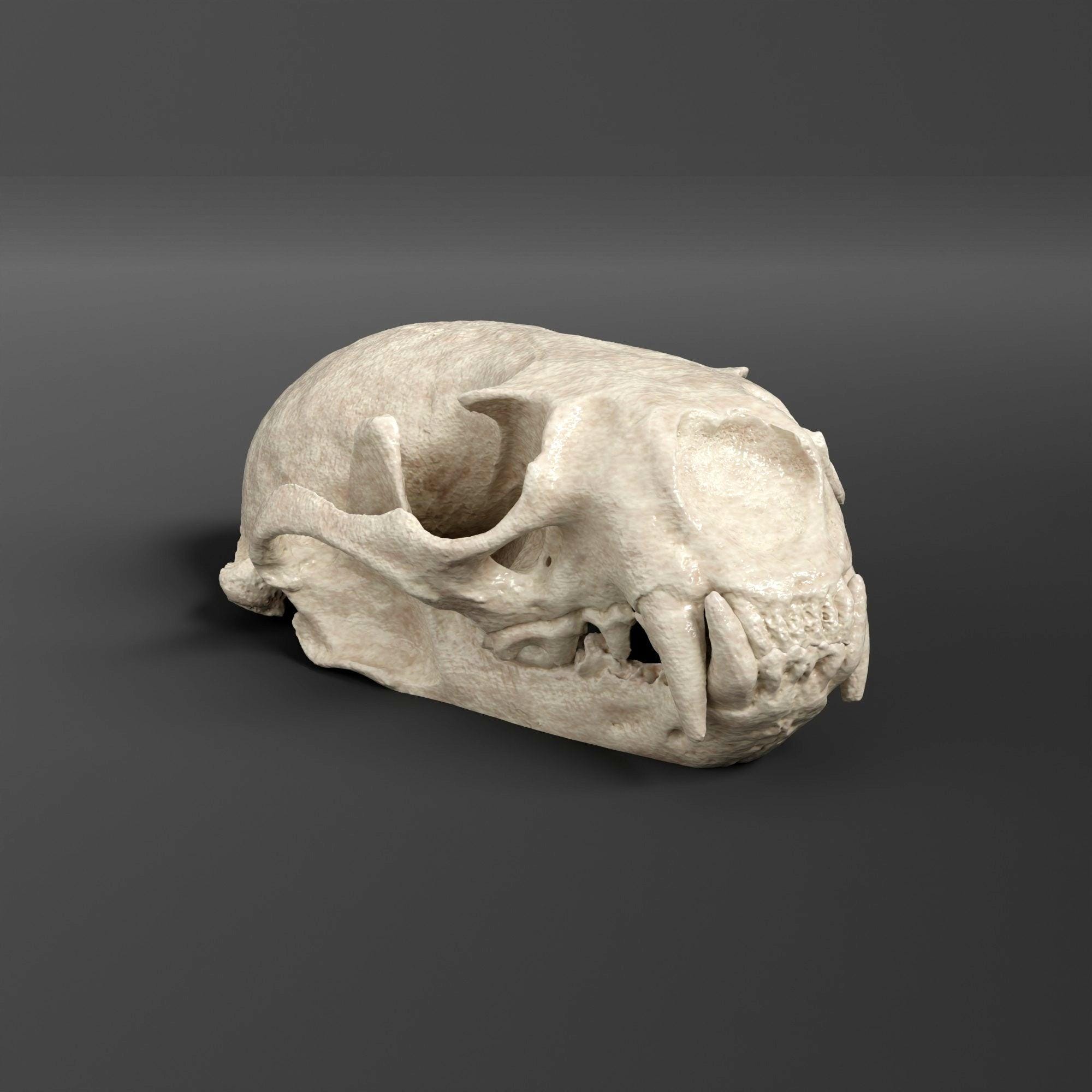 カワウソの頭蓋骨のレプリカ（博物館品質） - Etsy 日本