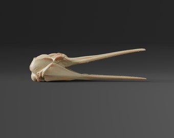 アリゲーターガーの頭蓋骨レプリカ（博物館品質） - Etsy 日本