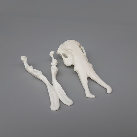 カモノハシの頭蓋骨レプリカ（博物館品質） - Etsy 日本