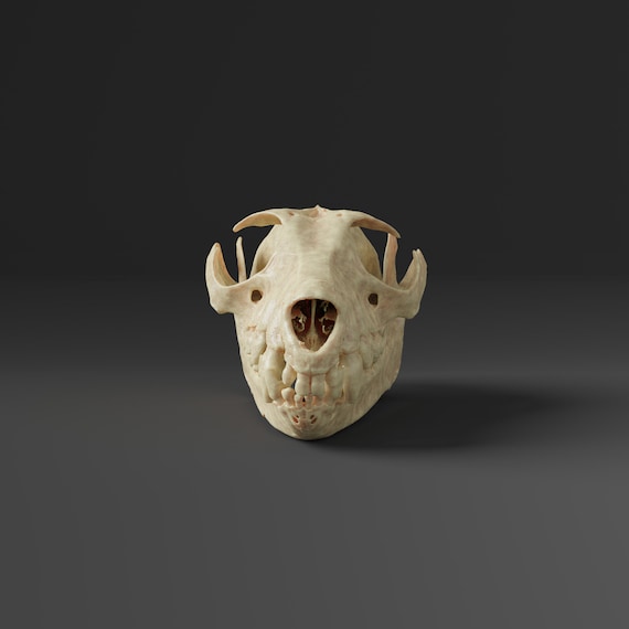 巨大な金冠オオコウモリの頭蓋骨のレプリカ（博物館品質） - Etsy 日本