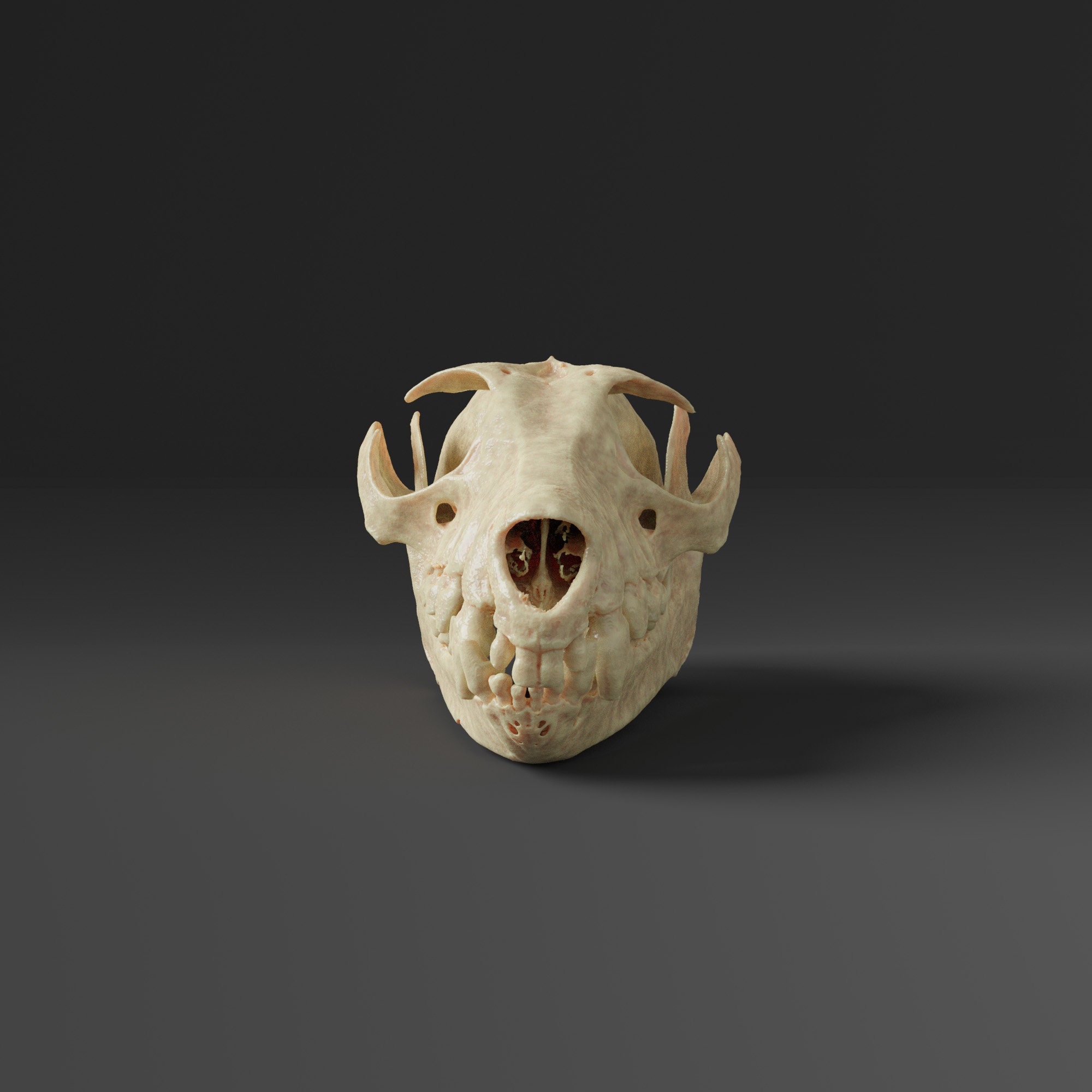 巨大な金冠オオコウモリの頭蓋骨のレプリカ（博物館品質） - Etsy 日本