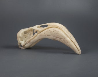 アメリカフクロウの頭蓋骨レプリカ（博物館品質） - Etsy 日本