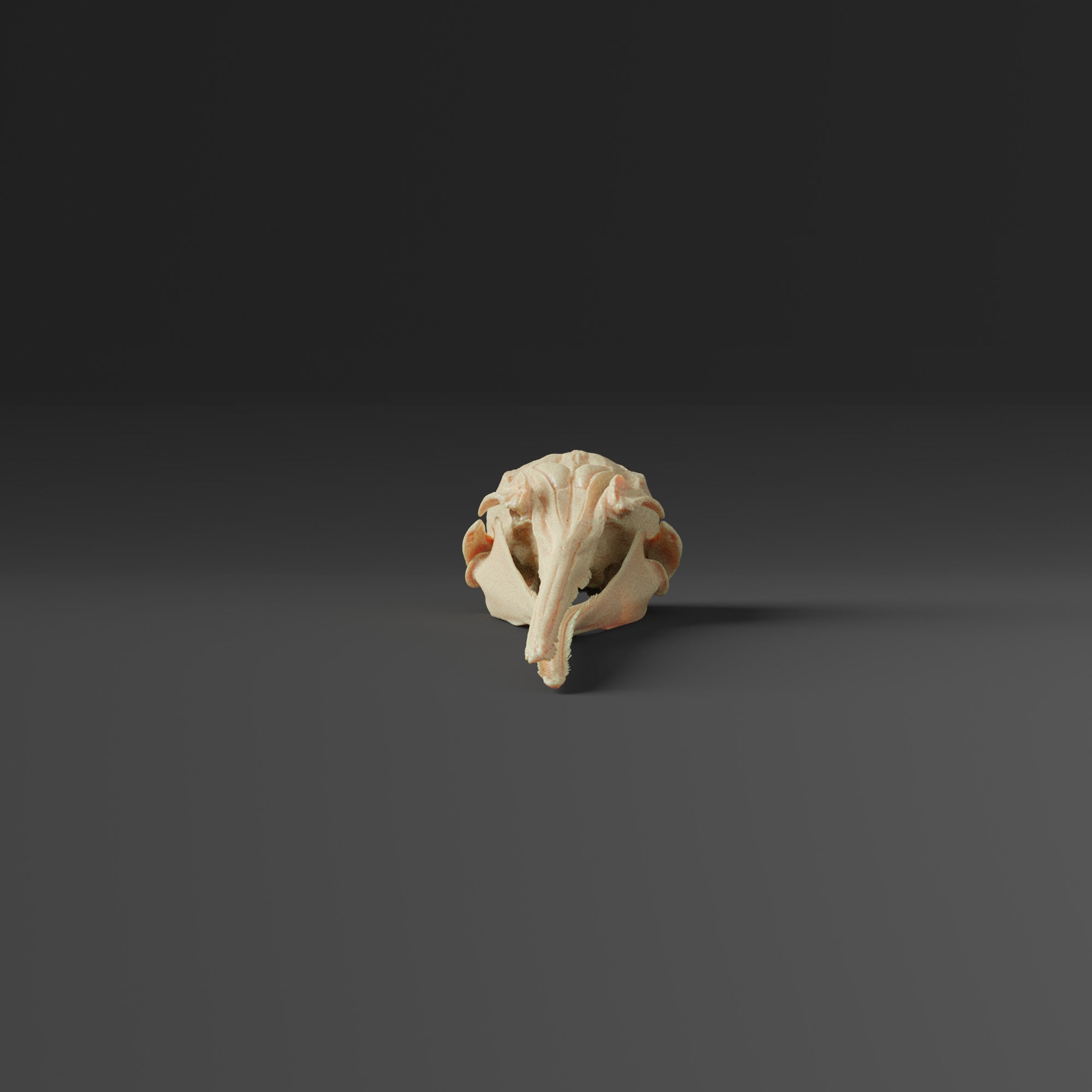 ラプラタイルカの頭蓋骨レプリカ(博物館品質) - Etsy 日本 ラプラタイルカの頭蓋骨レプリカ(博物館品質) - Etsy 日本