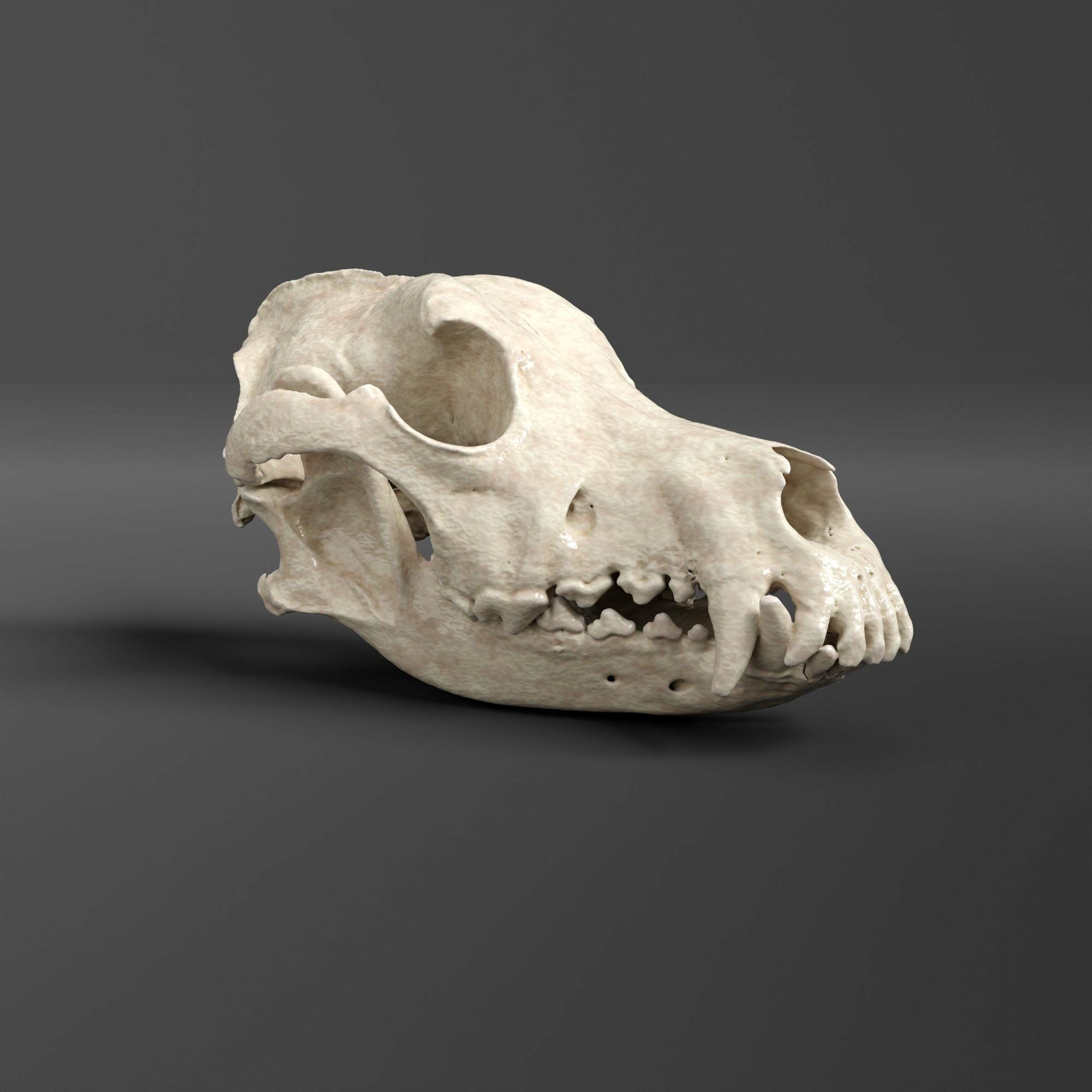 ジャーマンシェパード（アルザス犬）の頭蓋骨レプリカ（博物館品質